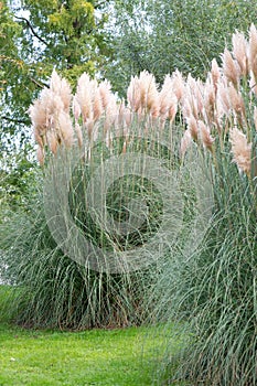 Pampas grass Cortaderia selloana Rosea flowering plants photo